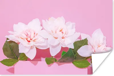 Produktbild von MuchoWow® Poster Blüte - Sommer - Rosa 180x120 cm - Fotoplakat