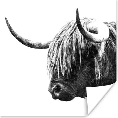 Produktbild von MuchoWow® Poster Schottischer Highlander - Horn - Schwarz - Weiß 50x50 cm - Wohnzimmerdekoration
