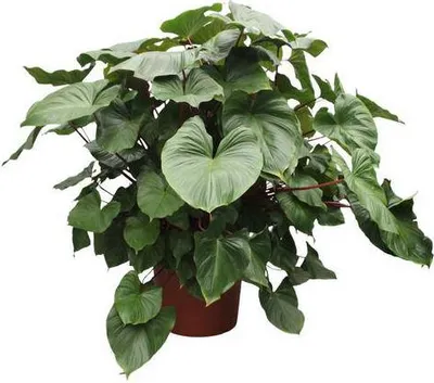 Obrázek produktu pro Herzblatt Homalomena rubescens Maggy, výška 170cm, prumer 60cm, tropická