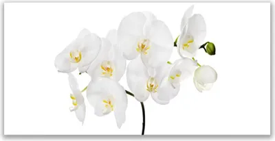 Produktbild von Tulup Leinwand-Bilder 120x60 Wandbild Canvas Kunstdruck Blumen Pflanzen