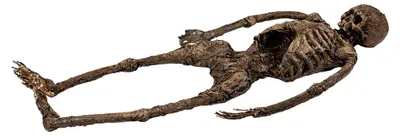 Produktbild von Skelett einer Ganzkörper Moorleiche 145 cm