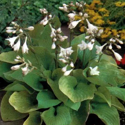 Image de 6 x Funkie  - Hosta « August Moon »  | Pot 9 cm x 9 cm