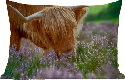Produktbild von MuchoWow® Outdoor Kissen - Schottische Hochlandrind - Gras - Heidekraut - Tiere - 60x40 cm - Wetterfest - Lounge Kissen - Zierkissen - Kissen für Innenräume