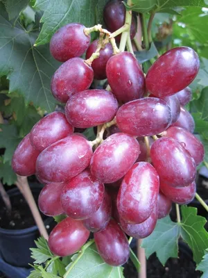 Produktbild von Kernlose Weintraube King Ruby - Vitis vinifera King Ruby