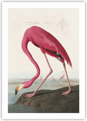 Produktbild von Poster - Poster ohne Rahmen - Flamingo Vogel Exotik - 50x70 cm - Wand Bild - Wanddeko - Wandbilder - Kunstposter - Wandposter - Bilder - Kunstdruck - Wanddekoration - Wandbild - P2XPA50x70-5137