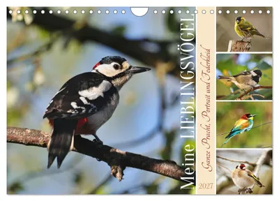 Produktbild von Meine Lieblingsvögel (Wandkalender 2027 DIN A4 quer), CALVENDO Monatskalender