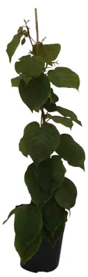 Produktbild von Kiwi Jenny Kiwipflanze Actinidia arguta leckere Kiwi selbstfruchtbar 40-60 cm 3 Liter Topf