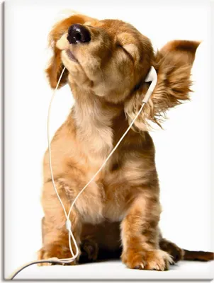 Produktbild von ARTland Leinwandbild Junger Hund hört Musik über Kopfhörer Größe: 60x80 cm