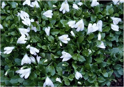 Produktbild von Stauden Gänge 10 x Mazus reptans 'Albus' - Weißes Lippenmäulchen - Strahlendes Weiß für zarte Bodenteppiche - Trittfest - Bodendecker