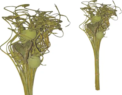 Produktbild von BOHO Trockenblumenstrauß gemischt Smart Curly Kiwi Grün gefrosted 65cm