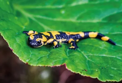 Produktbild von 3 D Ansichtskarte Feuersalamander, Postkarte Wackelkarte Hologrammkarte Tiere Lurch