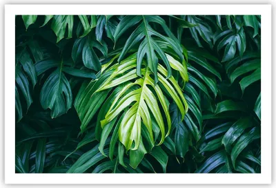 Produktbild von Poster - Poster ohne Rahmen - Blume Natur - 91,5x61 cm - Wand Bild - Wanddeko - Wandbilder - Kunstposter - Wandposter - Bilder - Kunstdruck - Wanddekoration - Wandbild - P2XAA91x61-3951