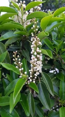 Image de Prunus lusitanica / Laurier du Portugal