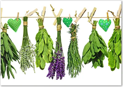 Produktbild von Tulup® Glas-Bild - 100 x 70 - Wandbild aus Glas - Wandkunst - Wandbild hinter gehärtetem Sicherheitsglas - Blumen & Pflanzen - Kräuter an Schnur - Grün
