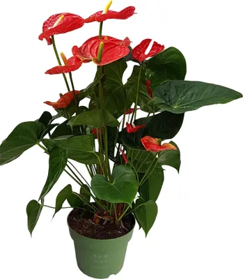 Produktbild von Flamingoblume - Anthurium 'Madural Red' - Höhe 55-70cm - ø17cm