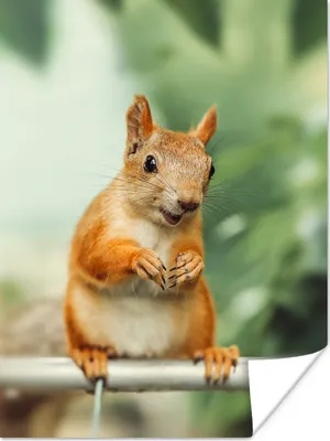 Produktbild von MuchoWow® Poster Eichhörnchen - Rute - Herbst 120x160 cm - Wandbilder