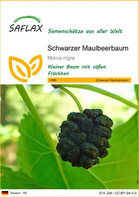 Produktbild von SAFLAX - Schwarzer Maulbeerbaum - 200 Samen - Morus nigra
