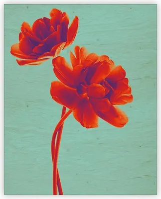 Zdjęcie produktu dla Obraz na drewnie: tulipan, 240x300