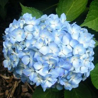 Image de 2 x  Hortensia  - Hydrangea macrophylla 'Gertrud Glahn'  | 25-30 cm en pot