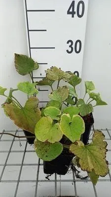 Produktbild von 6 x  Brunnera macr. 'Hadspen Cream' - Kaukasisches Vergissmeinnicht - Topf 9 x 9 cm