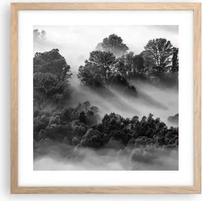 Produktbild von Gerahmtes Poster - Rahmen in heller Eiche - Schwarzweiß Bäume Nebel - 40x40 cm - Wand Bild - Wanddeko - Wandbilder - Kunstposter - Wandposter - Bilderrahmen - Bilder - Kunstdruck - P2NAC40x40-4510