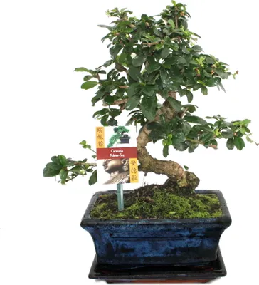 Produktbild von Bonsai Fukientee - Carmona microphylla - ca. 8 Jahre