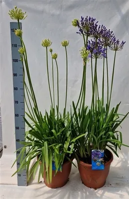 Obrázek produktu pro Agapanthus africanus 2 litrový květináč cca 70 cm - Lilie lásky - Květina lásky - Hrnková rostlina
