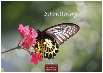 Produktbild von Schmetterlinge 2024 L 35x50cm