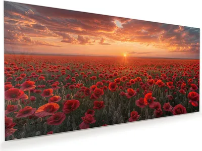 Produktbild von Glasbild 60x30cm in XXL für Wohnzimmer, Schlafzimmer Motiv Mohnfeld Sonnenuntergang