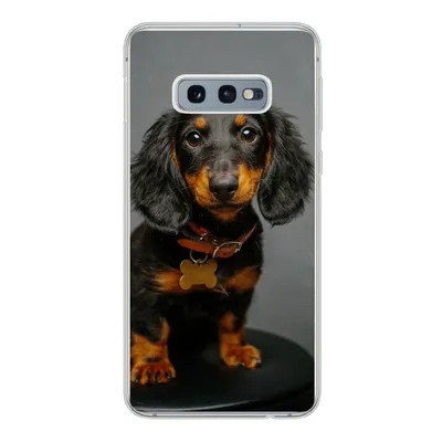 Produktbild von MuchoWow® Handyhülle Schutzhülle Hülle für Samsung Galaxy S10e Studiofoto eines Dackelwelpen Silikon Softcase Handy Hülle - Handy