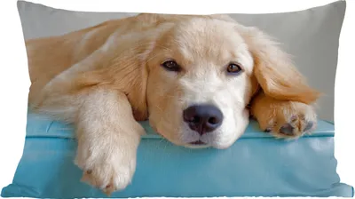 Produktbild von MuchoWow® Zierkissen Sofakissen Wohnzimmer Dekokissen 50x30 cm Ein liegender Golden Retriever - Wohnzimmerdekoration - Polster mit Photo