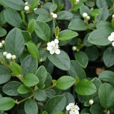 Produktbild von 50 Pflanzen Kriechmispel, Cotoneaster dammeri, P9 Topf