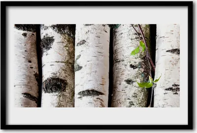Produktbild von Bild 60x40 MDF-Rahmen Wandkunst Bäume Natur
