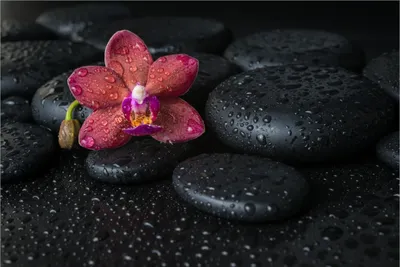 Produktbild von Wallario Premium Vliestapete Fototapete Orchideen-Blüte auf schwarzen Steinen, benetzt mit Wasser-Tropfen in der Größe 400 x 267 cm, extra dick, wird in 5 Teilen geliefert