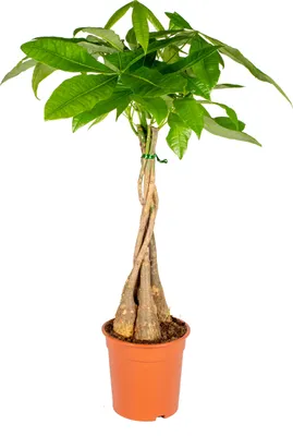 Produktbild von Bloomique - Pachira Aquatica - Glückskastanie - Zimmerpflanzen - Luftreinigend - Pflegeleicht - Höhe 50-60 cm - Topf 17 cm