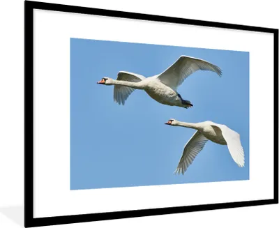 Produktbild von MuchoWow® Gerahmtes Poster Schwan - Vogel - Himmel - Blau 90x60 cm - Poster mit Schwarzem Bilderrahmen Wandposter Rahmen Foto Bilder - Wanddekoration - Fotos