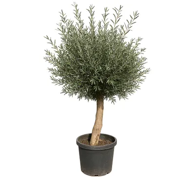 Produktbild von Olivenbaum Oliv "20 Jahre" gute Qualität, Stammumfang 20 - 30 cm, winterhart, Olea Europaea