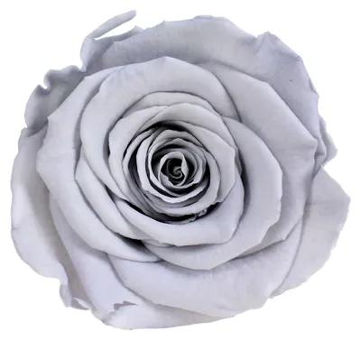 Produktbild von Infinity Rose L Ø5cm konserviert stabilisiert haltbar Rosenkopf ewige Rosenblüte 1 St. Hellgrau (gry02)