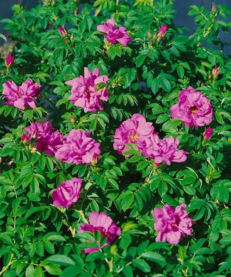 Produktbild von Rosa rugosa, Apfelrose, rosa Blüten, 20–30 cm