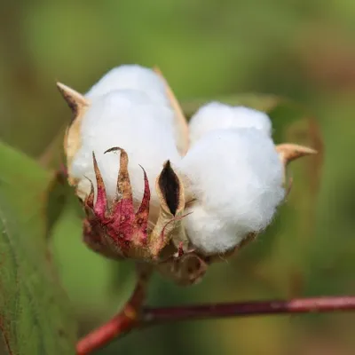 Obrázek produktu pro Bavlník levantský (Gossypium herbaceum) – 10 semen