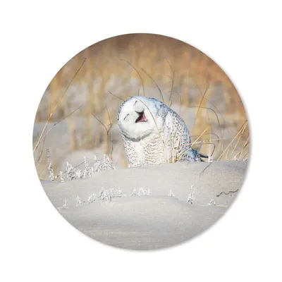 Produktbild von MuchoWow® Mauspad Mousepad Eule - Schnee - Düne 30x30 cm - Mousepads - Maus Mat - Pad - Mausunterlage - Tischunterlage - Schreibtischmatten