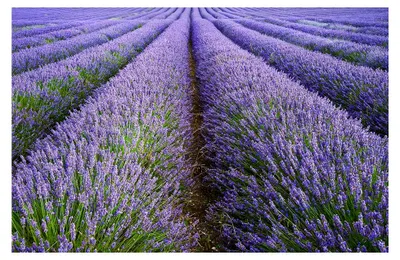 Produktbild von Echter Lavendel Lavandula angustifolia Bienenweide Duftblüten winterhart mehrjährig