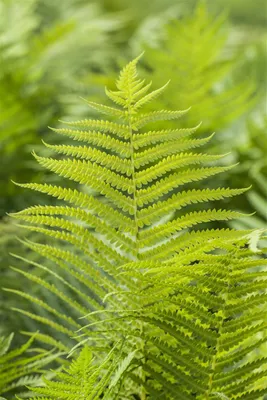Produktbild von Polystichum aculeatum, Schildfarn, ca. 9x9 cm Topf