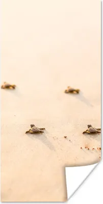 Produktbild von MuchoWow® Poster Baby-Schildkröten Fotodruck 80x160 cm - Kinderzimmer