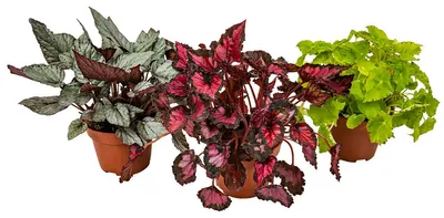 Image de Bloomique - Lot de 3 - Begonia 'Beleaf' - Bégonia décoratif - Plante d'intérieur - Hauteur 25-35 cm - Pot 12 cm