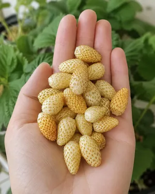 Produktbild von SaatPilot Fragaria vesca 'Yellow Cream' 500 Samen Walderdbeere