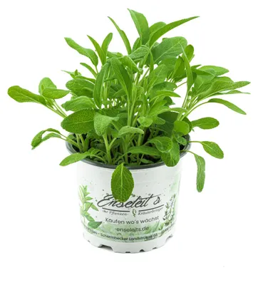 Produktbild von Enseleits Salbei Growers Salvia officinalis