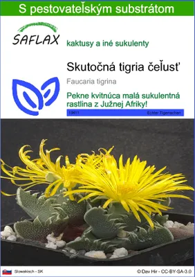 Obrázok produktu pre SAFLAX - Skutočná tigria čeľusť - Faucaria tigrina - 40 Semená - S pestovateľským substrátom bez klíčkov