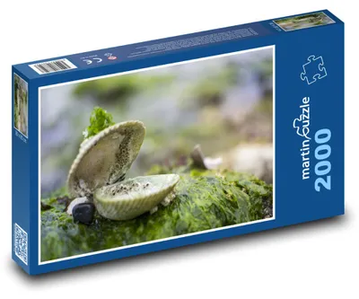 Zdjęcie produktu dla Puzzle 2000 Małża i morski pejzaż - martinpuzzle