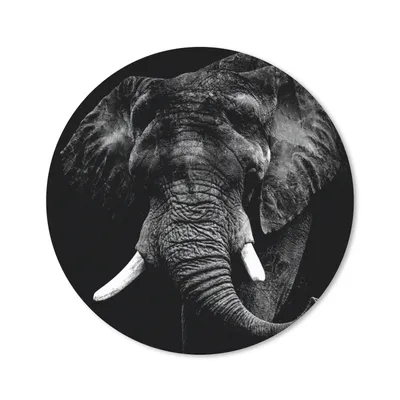 Produktbild von MuchoWow® Mauspad Mousepad Elefant - Tiere - Zähne - Schwarz - Weiß 20x20 cm - Mousepads - Maus Mat - Pad - Mausunterlage - Schreibtischmatte
